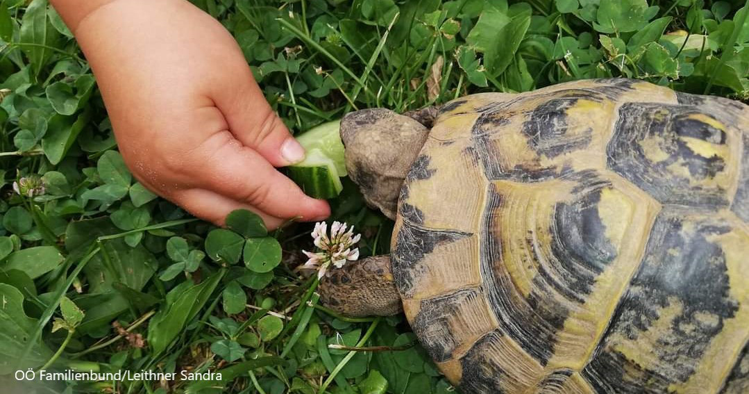 Schildkröte Kinderhand