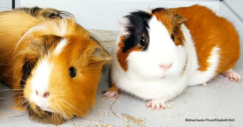 Meerschweinchen