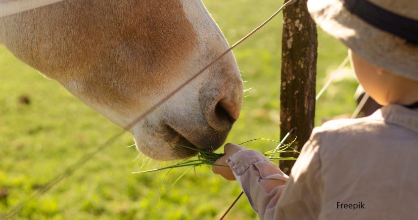 Pony, Kind