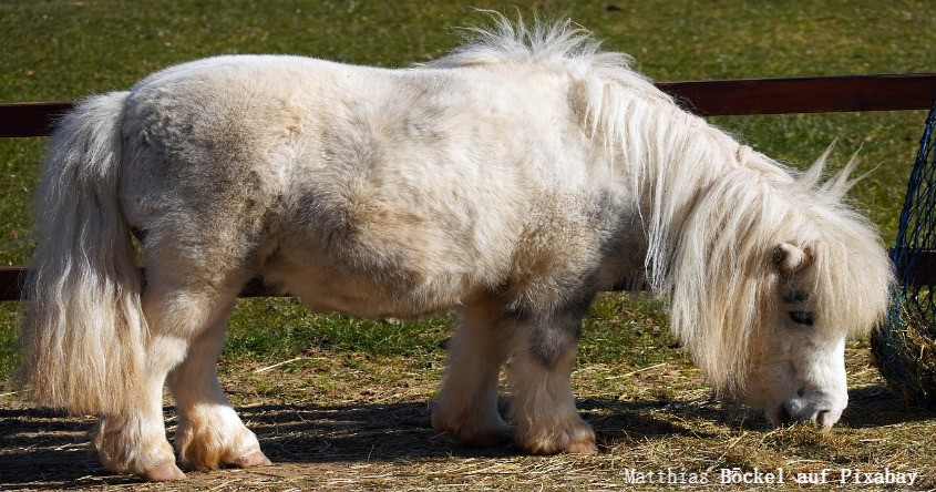 Pony