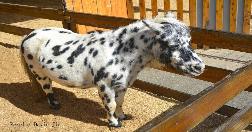 Pony mit Flecken