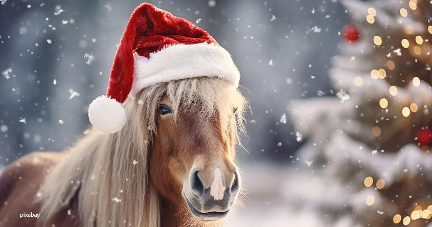 Pferd mit Weihnachtsmütze