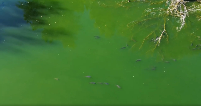 Teich in dem Fische schwimmen