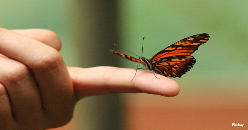 Hand mit Schmetterling