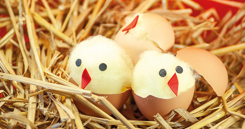 Pompon-Küken in Eierkarton