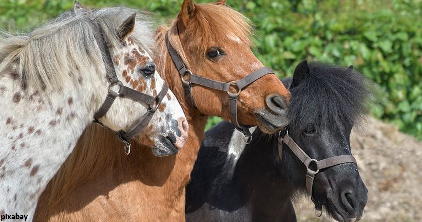 Ponyreiten