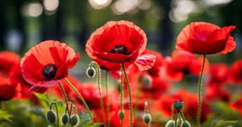 Blumen