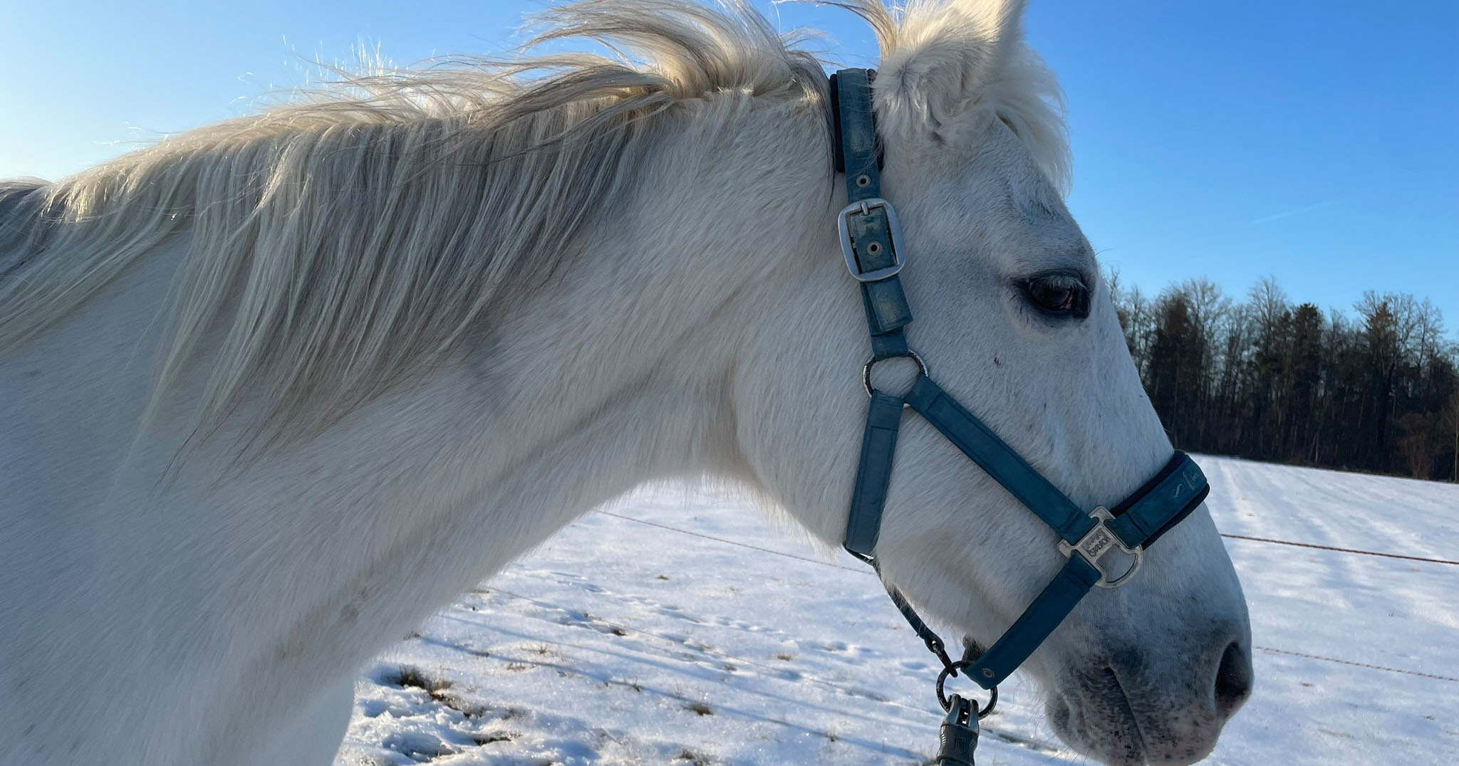 weißes Pony